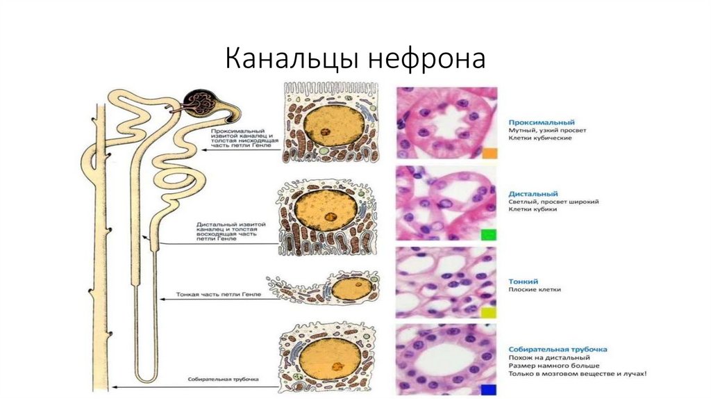 Канальцы нефрона