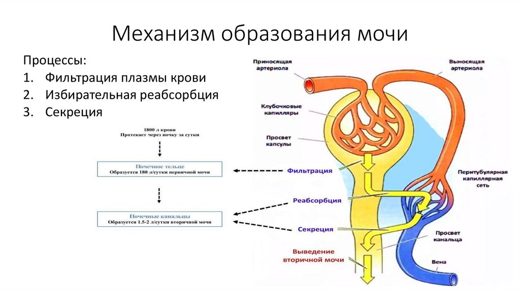 Механизм образования мочи