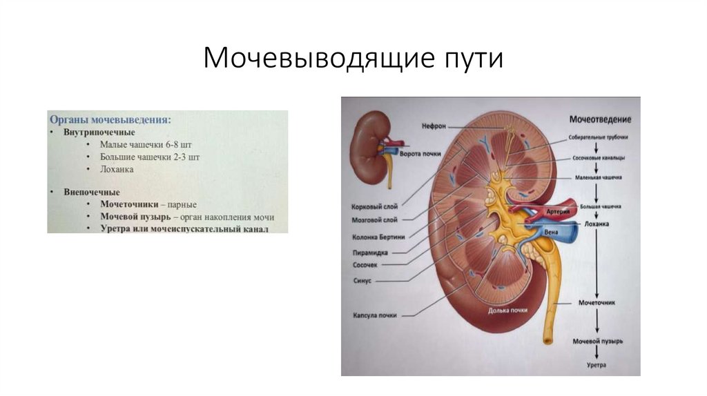 Мочевыводящие пути