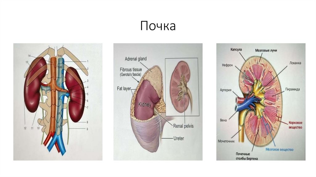 Почка