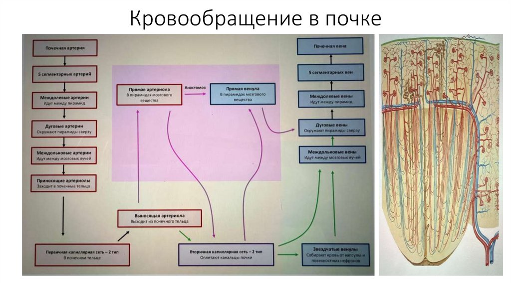 Кровообращение в почке