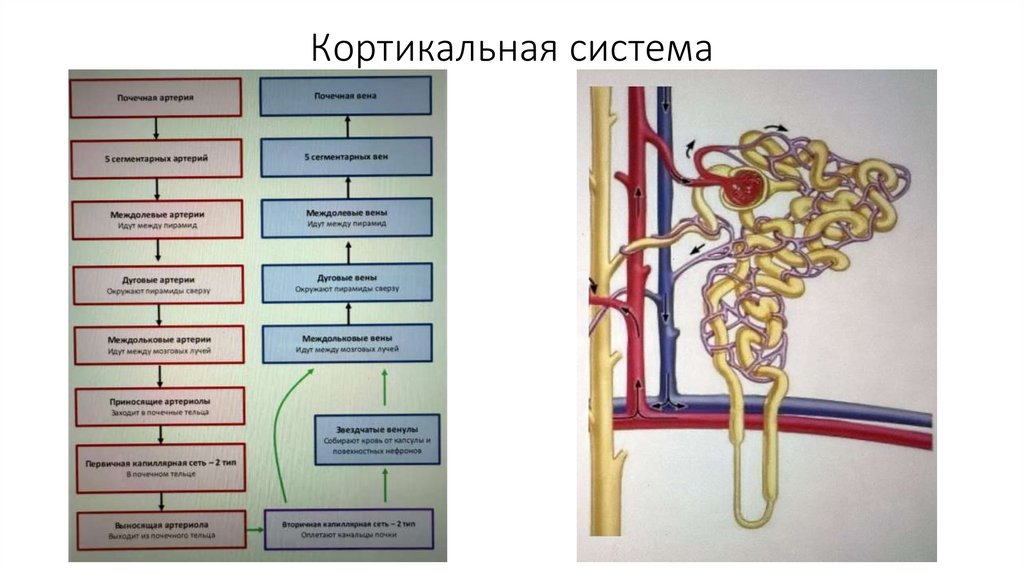 Кортикальная система