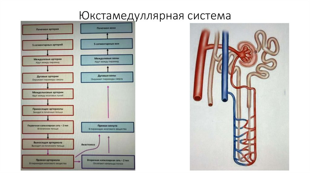 Юкстамедуллярная система