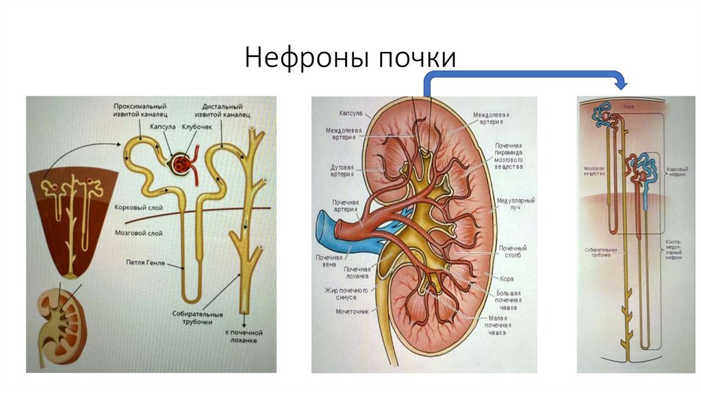 Нефроны почки