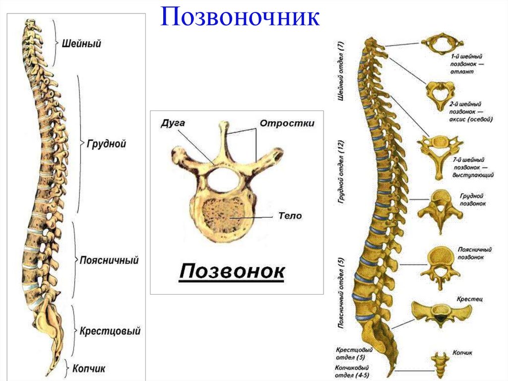 Позвоночник