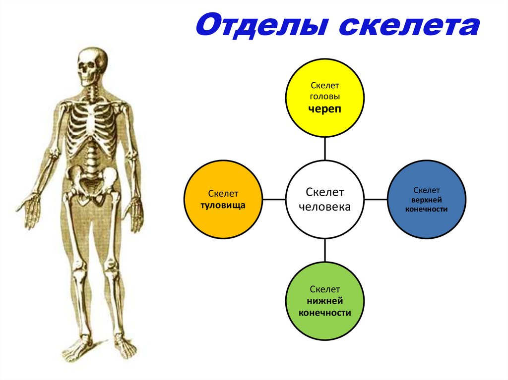 Отделы скелета