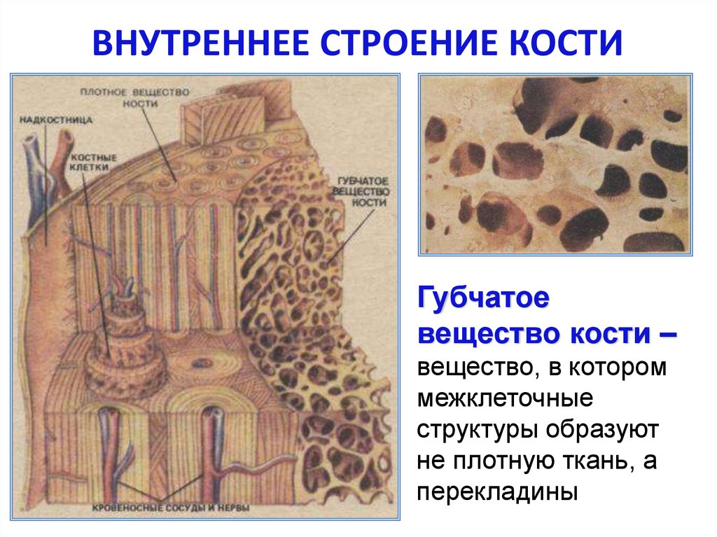 ВНУТРЕННЕЕ СТРОЕНИЕ КОСТИ