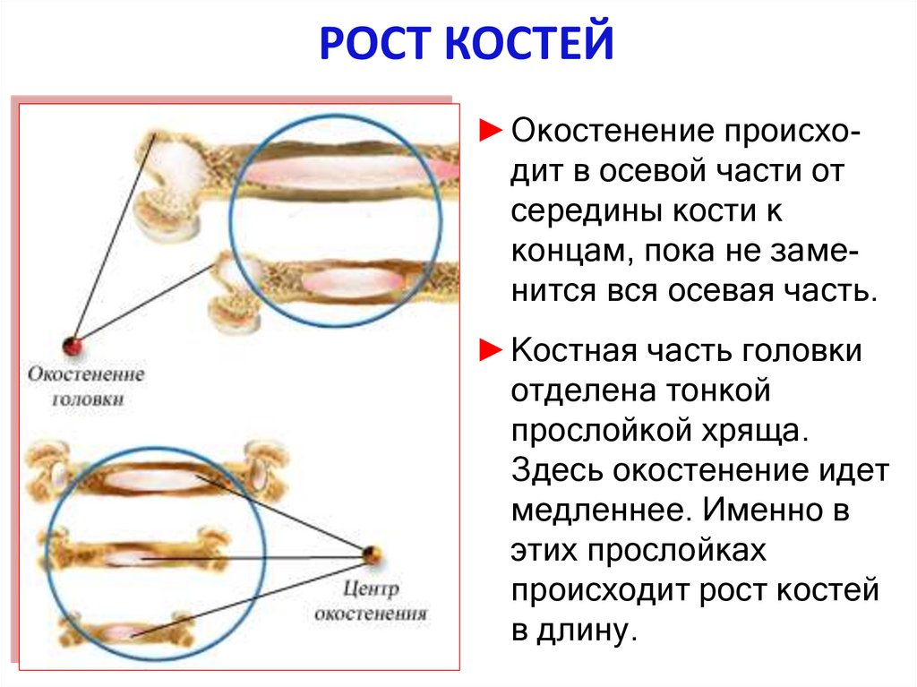 РОСТ КОСТЕЙ