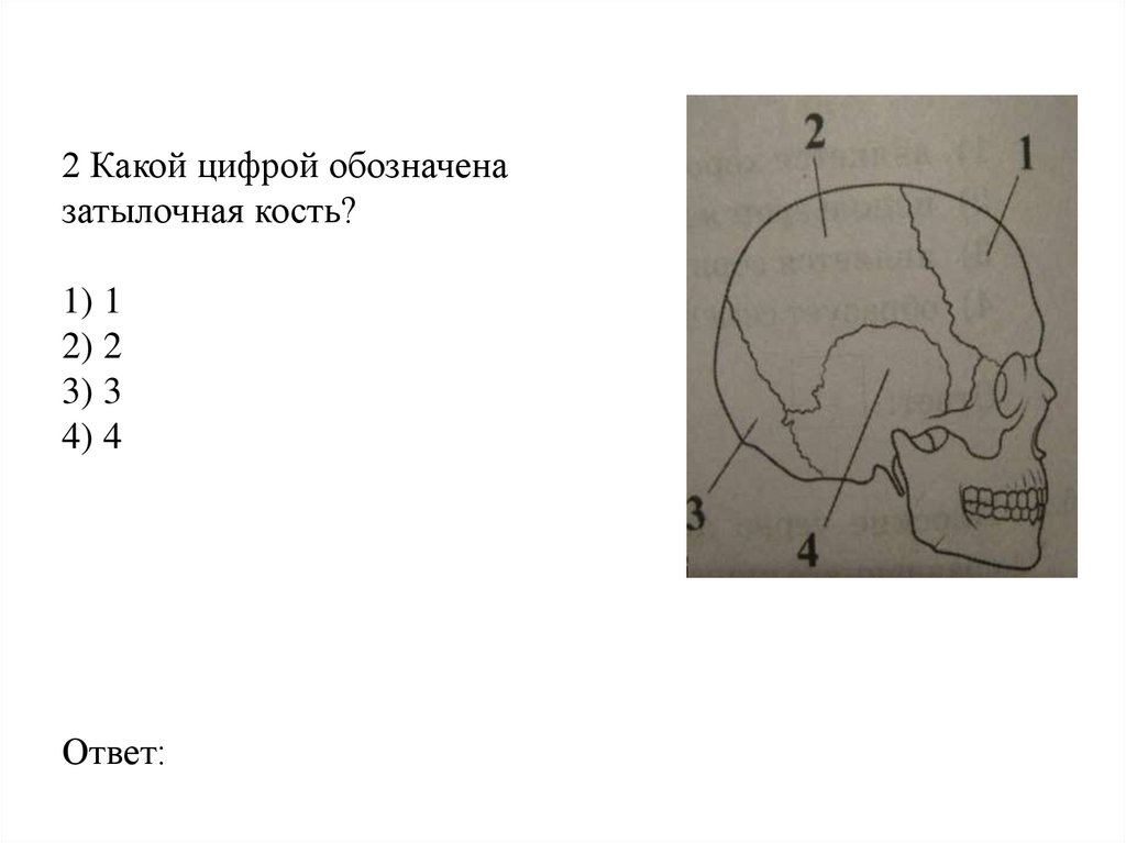 2 Какой цифрой обозначена затылочная кость? 1) 1 2) 2 3) 3 4) 4 Ответ: