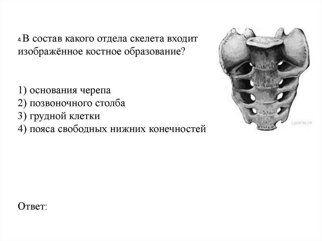 4 В состав какого отдела скелета входит изображённое костное образование?   1) основания черепа 2) позвоночного столба 3)