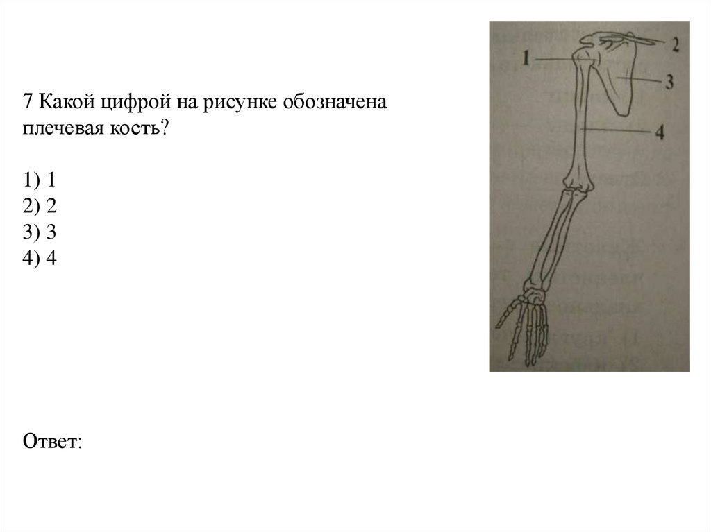 7 Какой цифрой на рисунке обозначена плечевая кость? 1) 1 2) 2 3) 3 4) 4 Ответ: