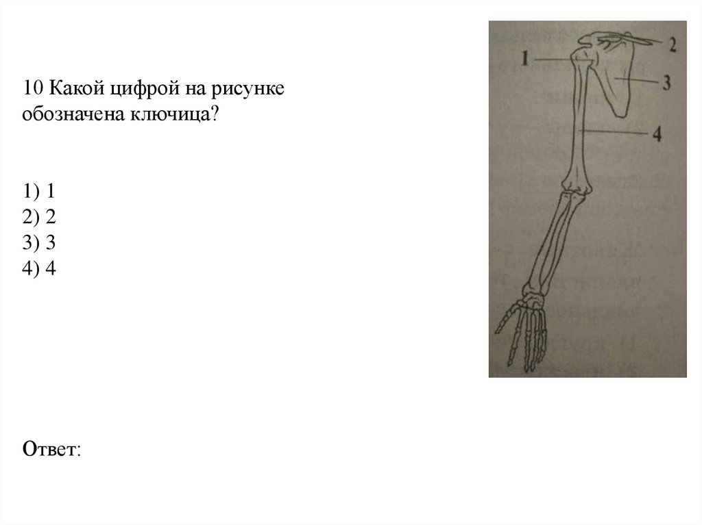 10 Какой цифрой на рисунке обозначена ключица? 1) 1 2) 2 3) 3 4) 4 Ответ:
