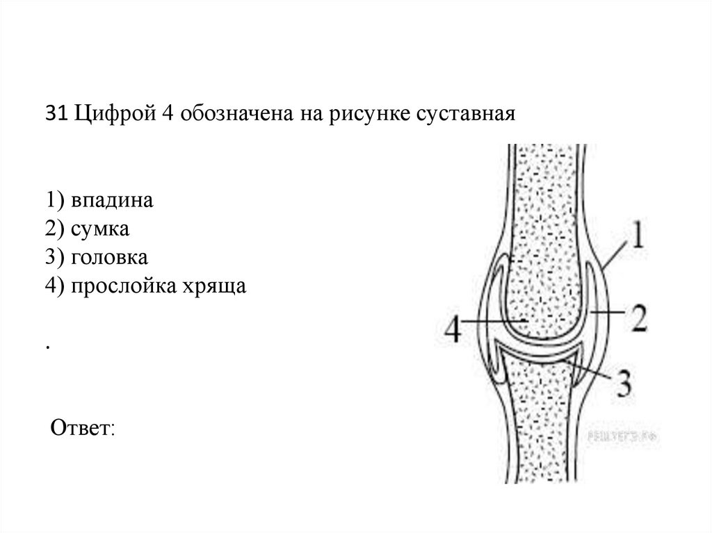   31 Цифрой 4 обозначена на рисунке суставная     1) впадина 2) сумка 3) головка 4) прослойка хряща .  Ответ: