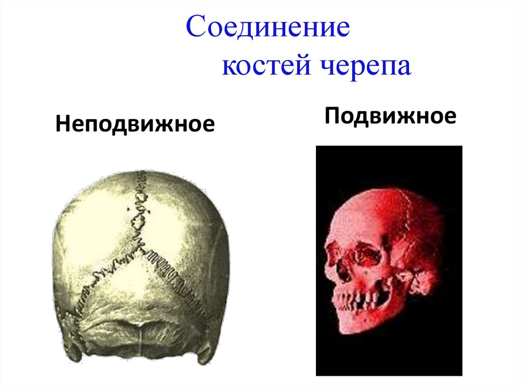 Соединение костей черепа