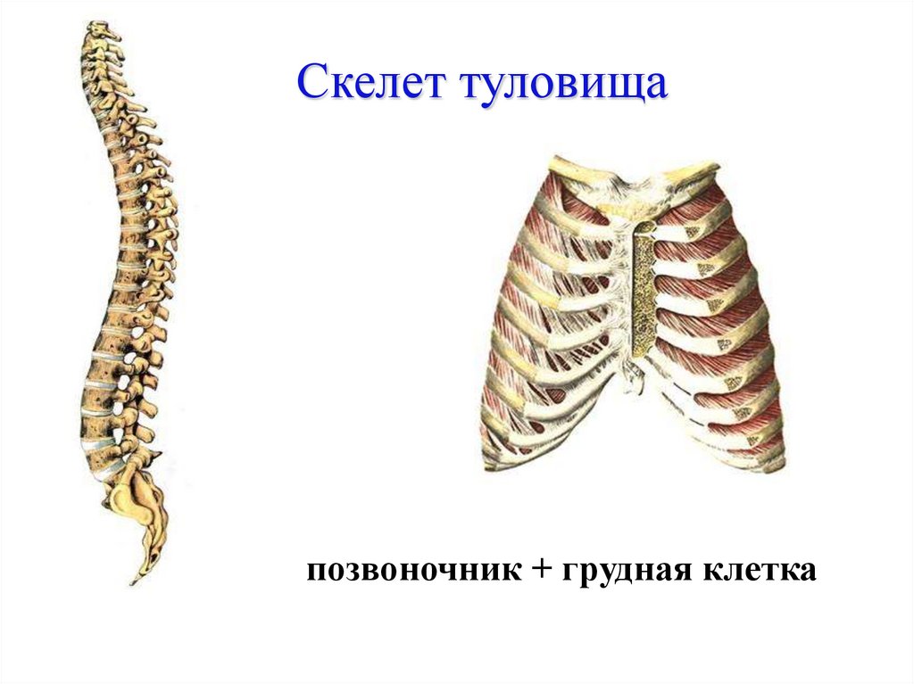 Скелет туловища