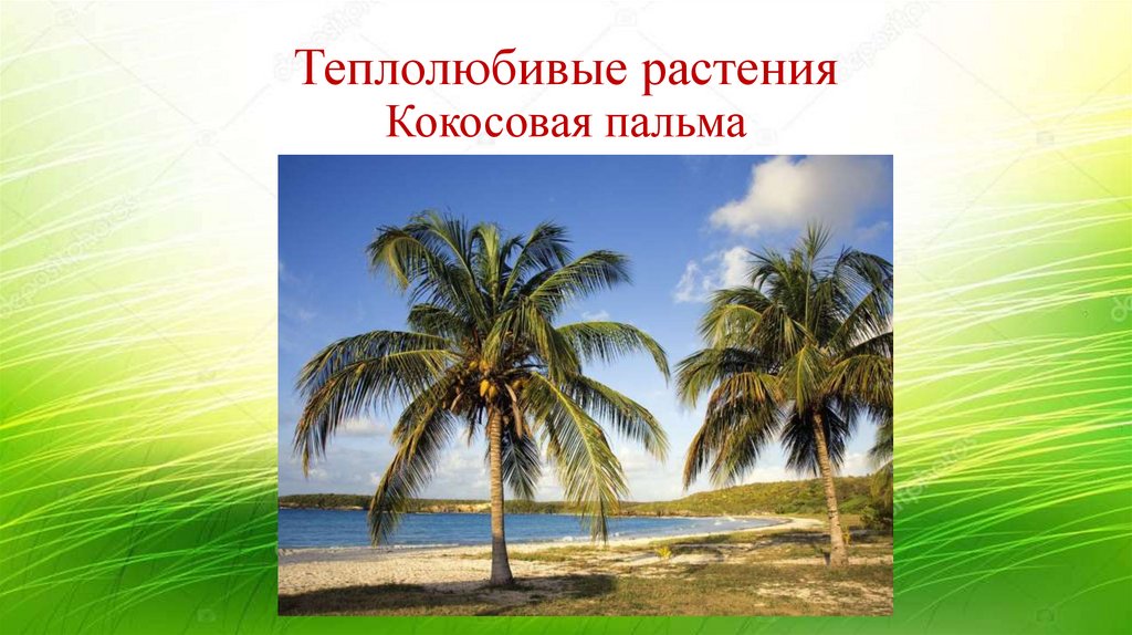 Теплолюбивые растения Кокосовая пальма
