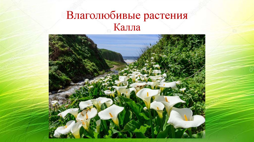 Влаголюбивые растения Калла