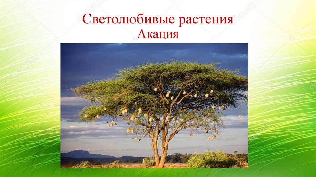 Светолюбивые растения Акация