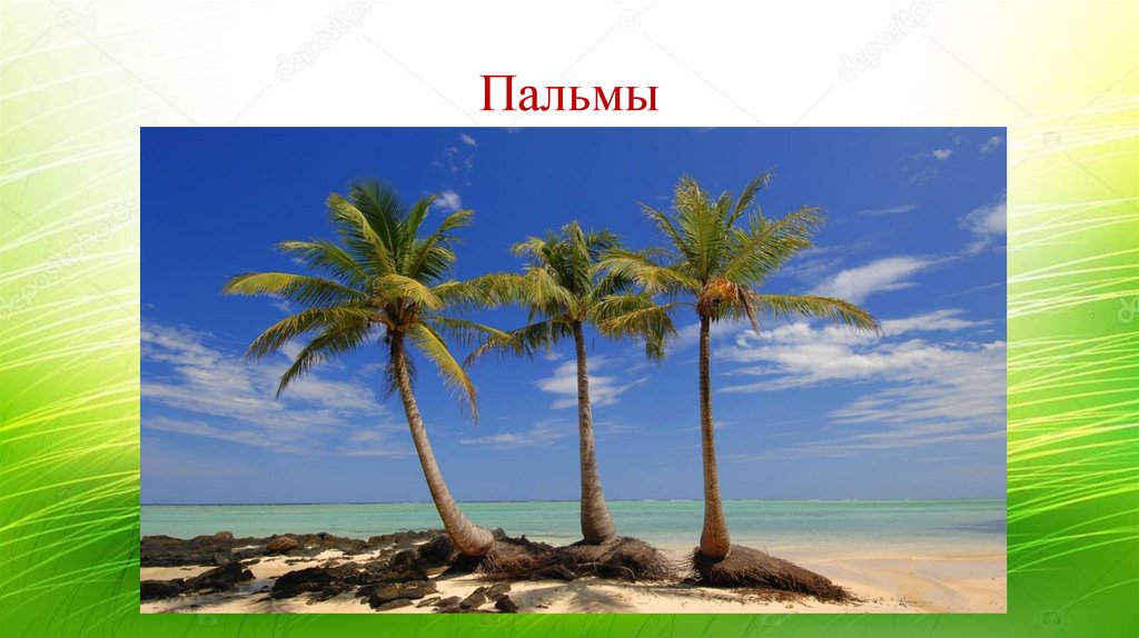 Пальмы