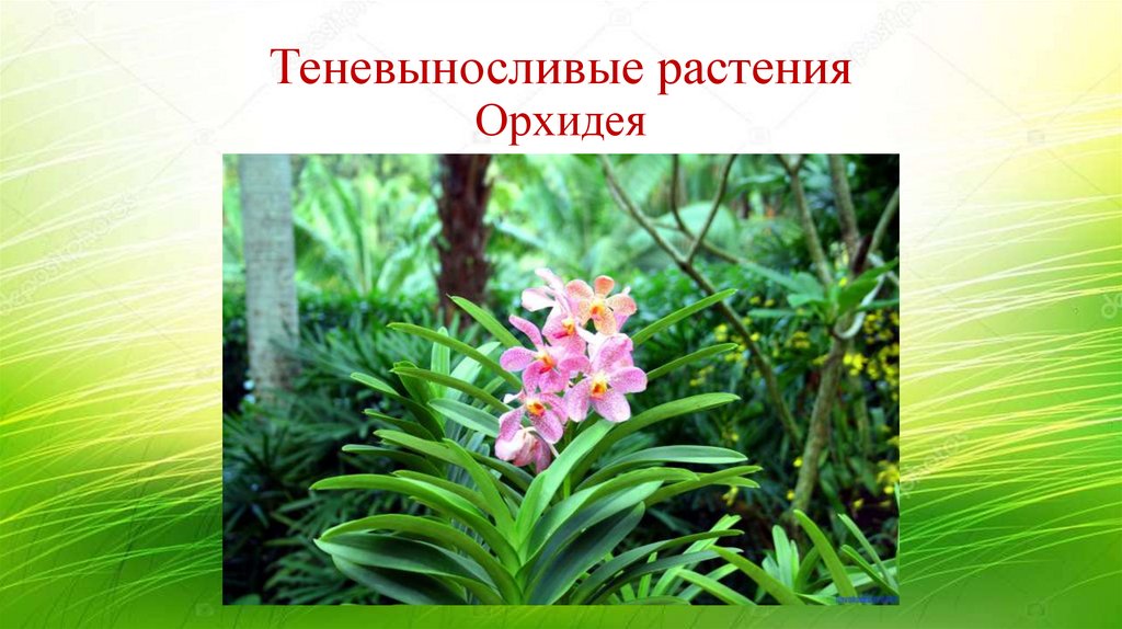 Теневыносливые растения Орхидея