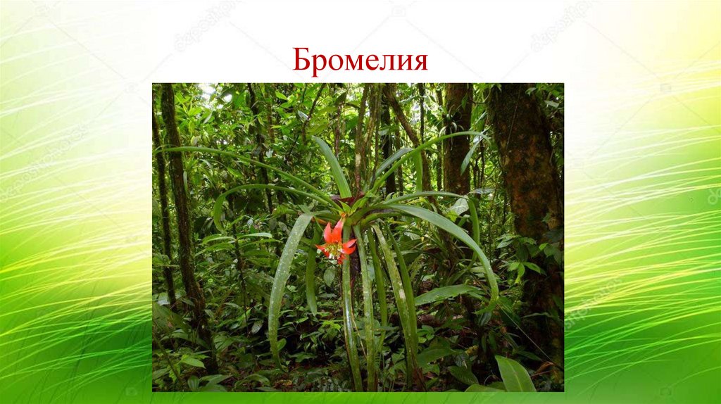 Бромелия