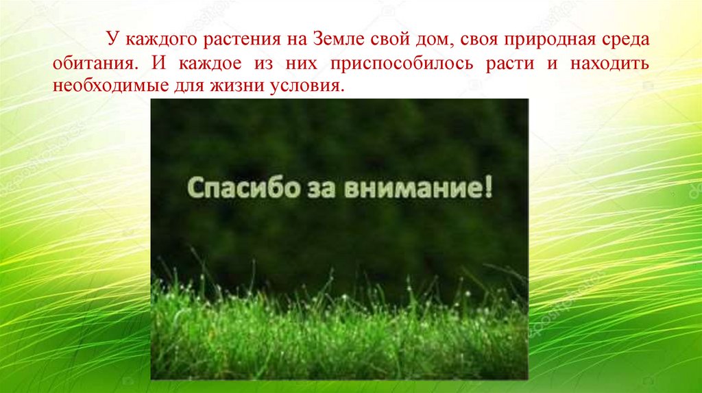 У каждого растения на Земле свой дом, своя природная среда обитания. И каждое из них приспособилось расти и находить