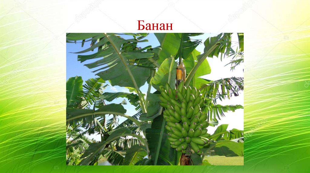 Банан