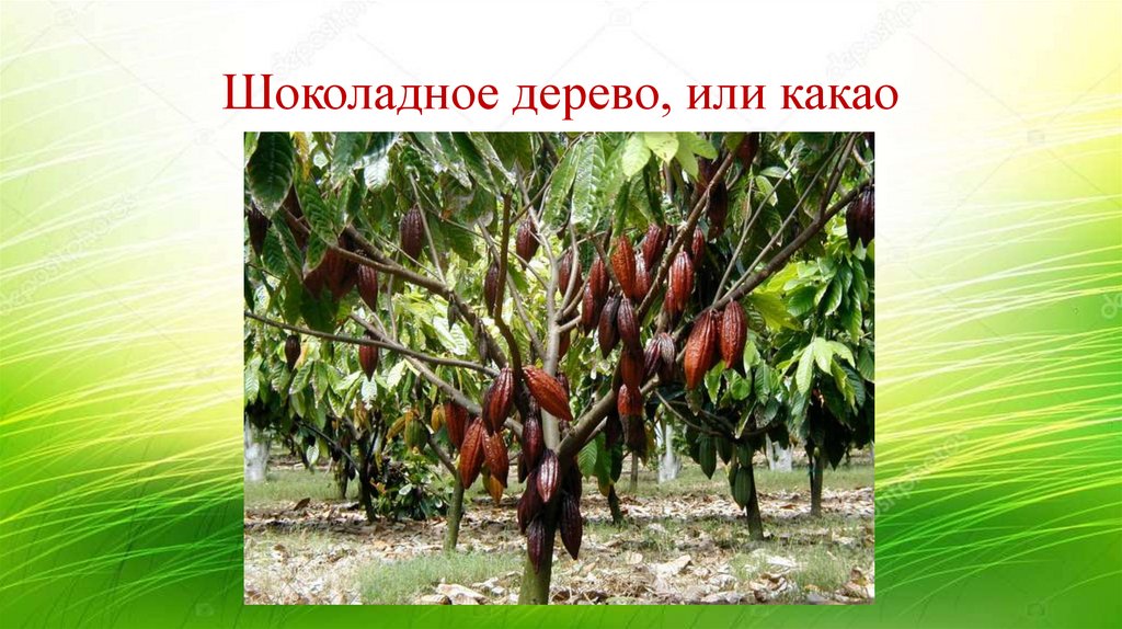 Шоколадное дерево, или какао