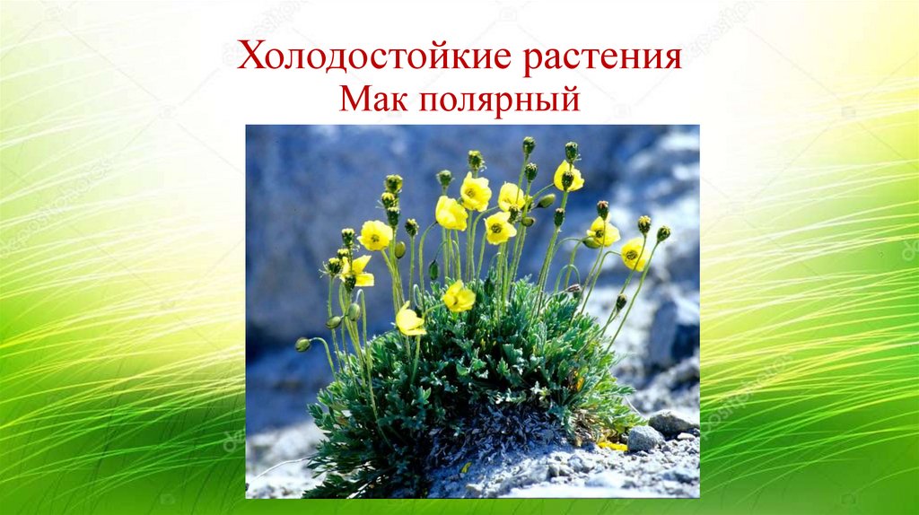 Холодостойкие растения Мак полярный