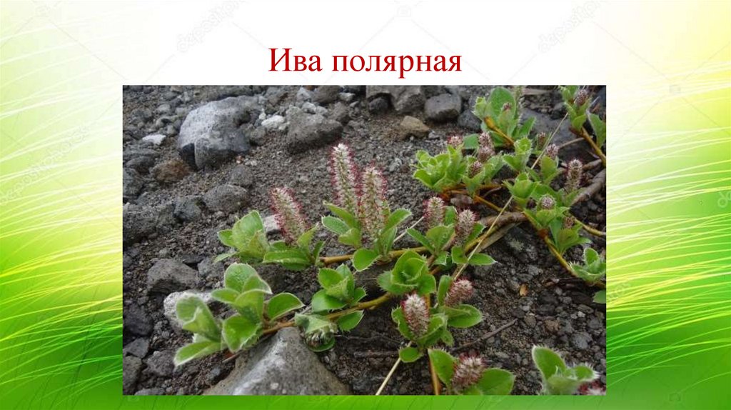 Ива полярная