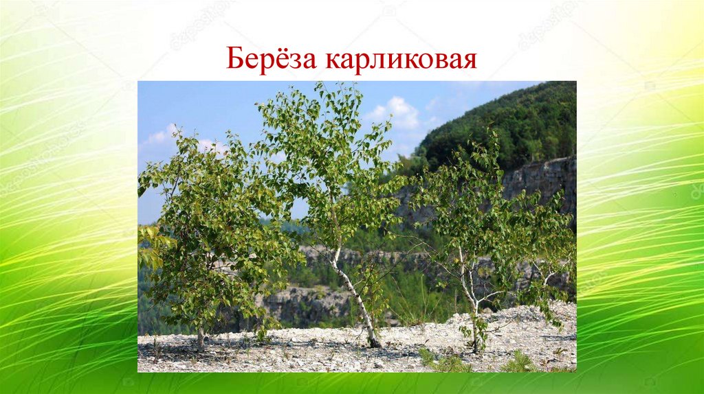 Берёза карликовая