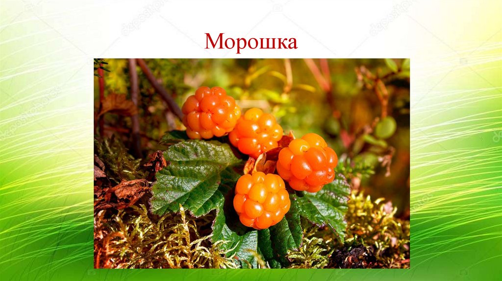 Морошка