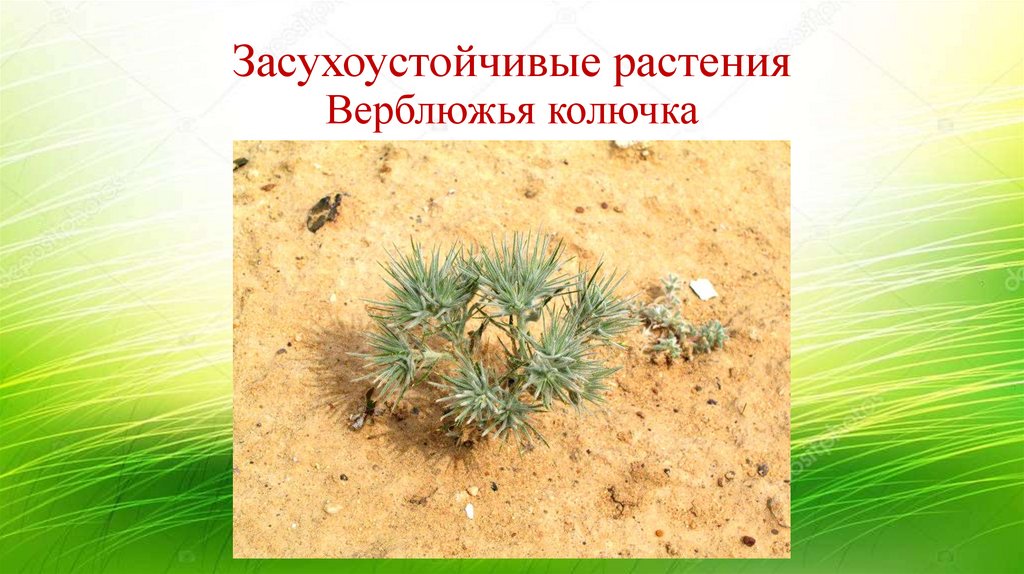 Засухоустойчивые растения Верблюжья колючка