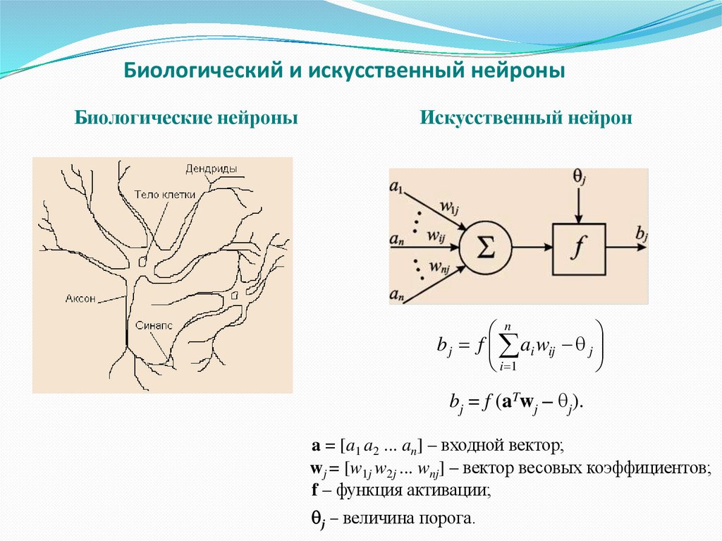 Биологический и искусственный нейроны