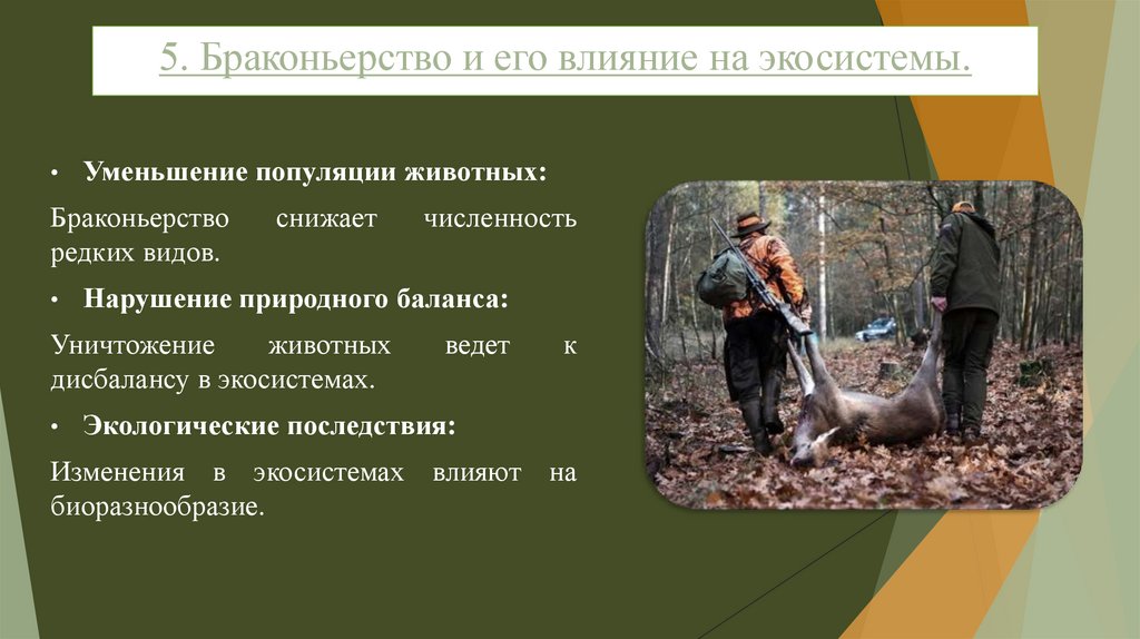 5. Браконьерство и его влияние на экосистемы.
