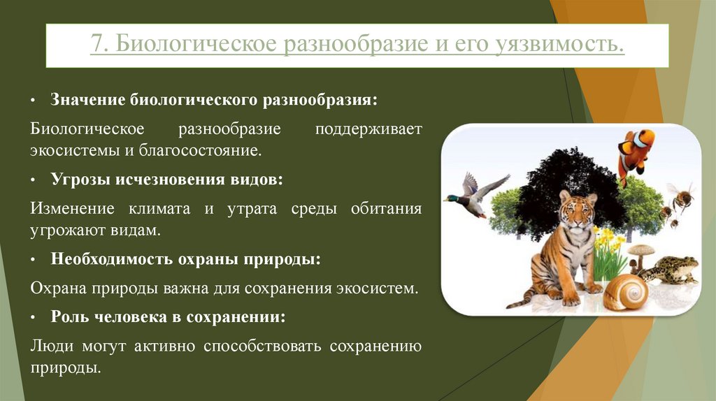 7. Биологическое разнообразие и его уязвимость.