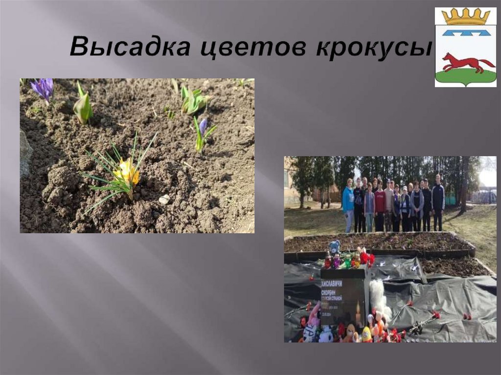 Высадка цветов крокусы