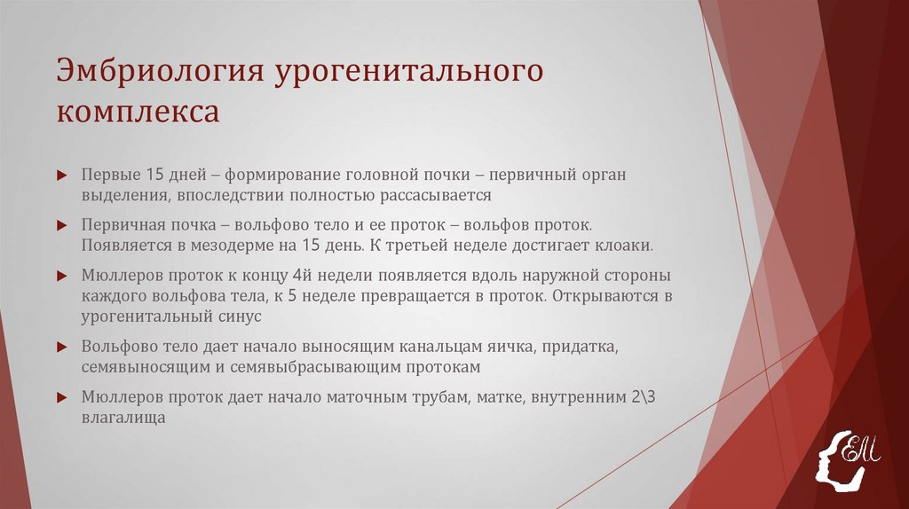 Эмбриология урогенитального комплекса