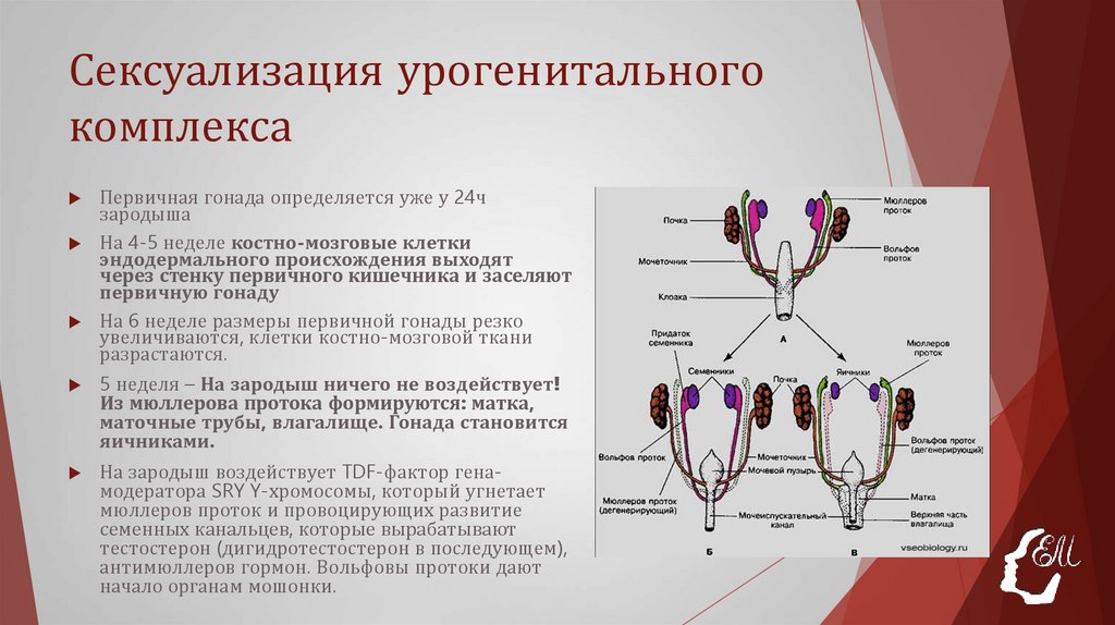 Сексуализация урогенитального комплекса