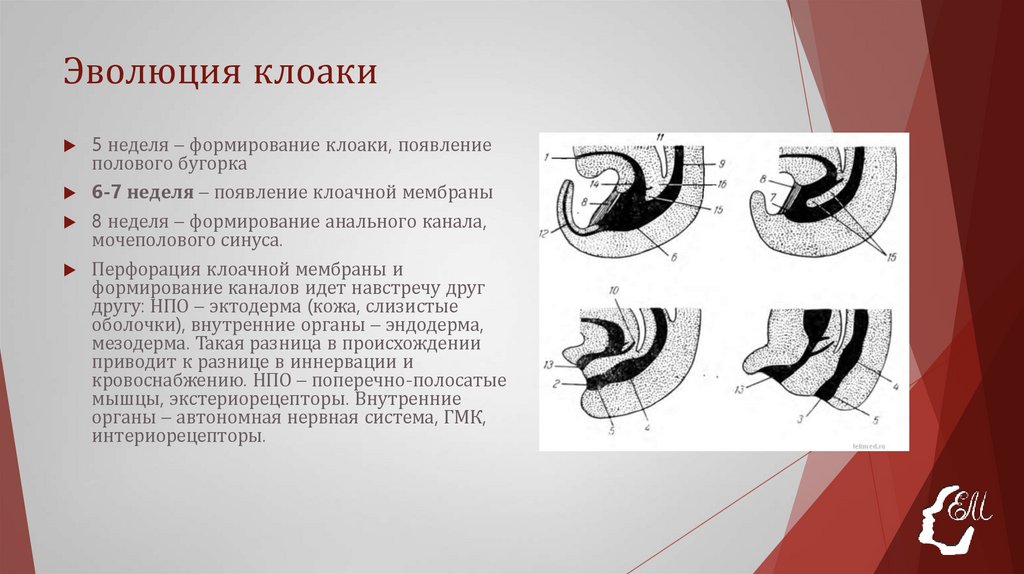 Эволюция клоаки