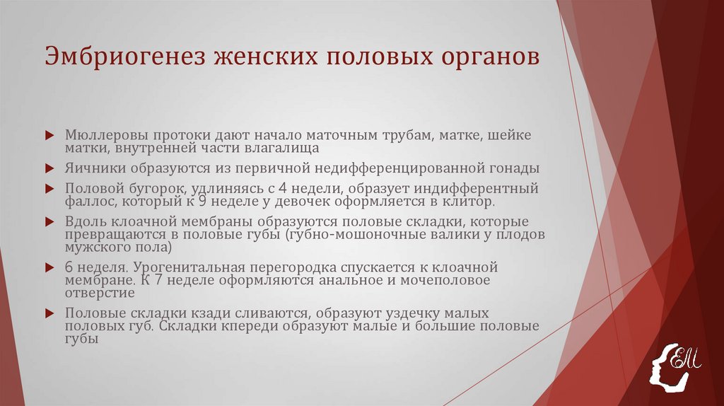 Эмбриогенез женских половых органов