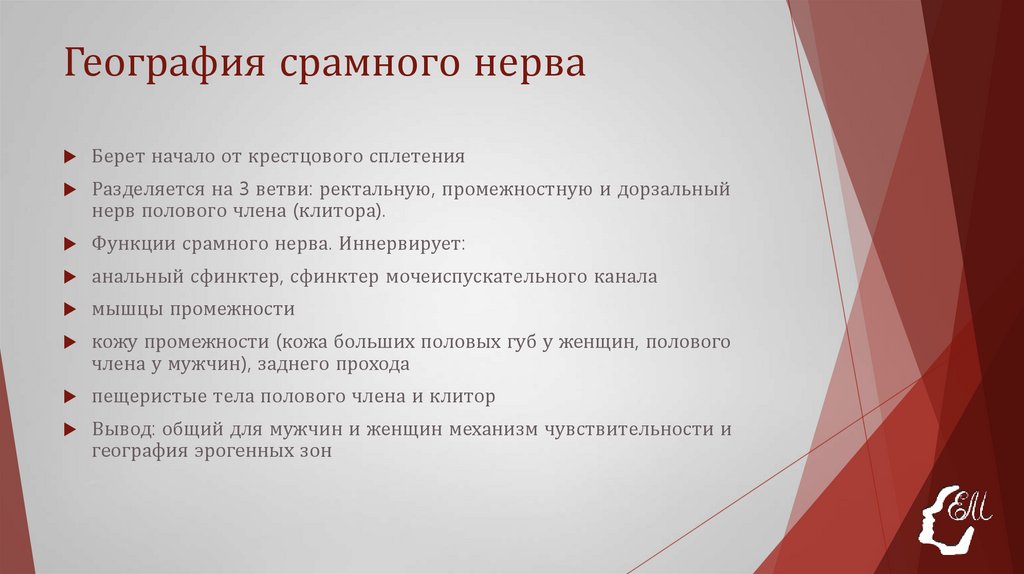 География срамного нерва