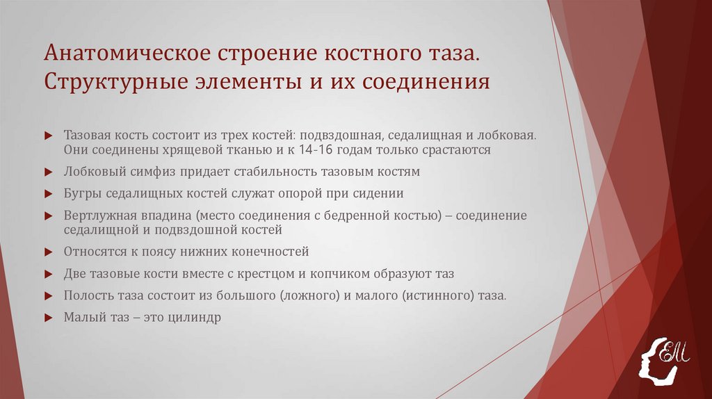 Анатомическое строение костного таза. Структурные элементы и их соединения