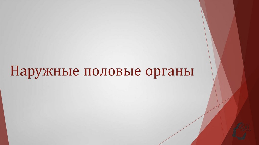 Наружные половые органы