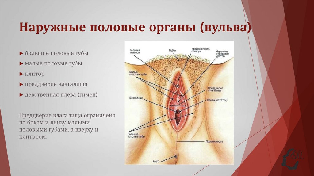 Наружные половые органы (вульва)