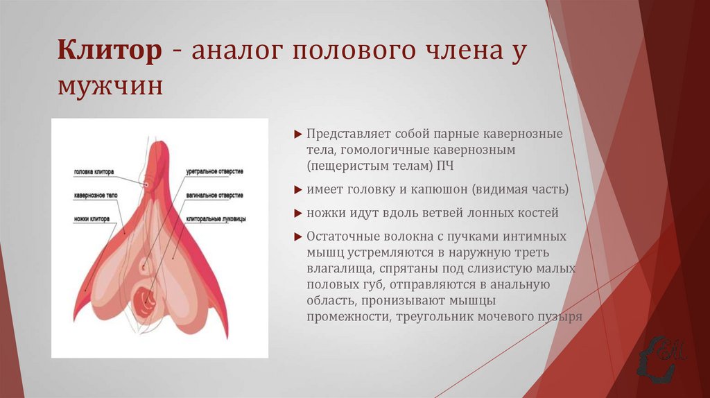 Клитор - аналог полового члена у мужчин