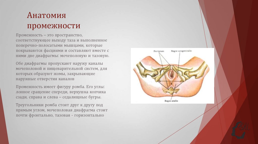 Анатомия промежности