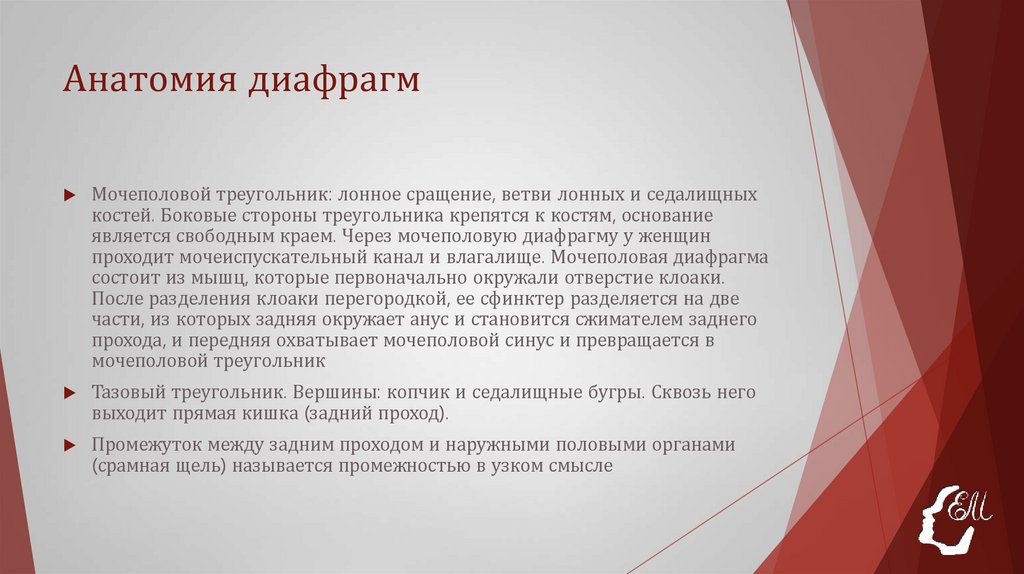 Анатомия диафрагм