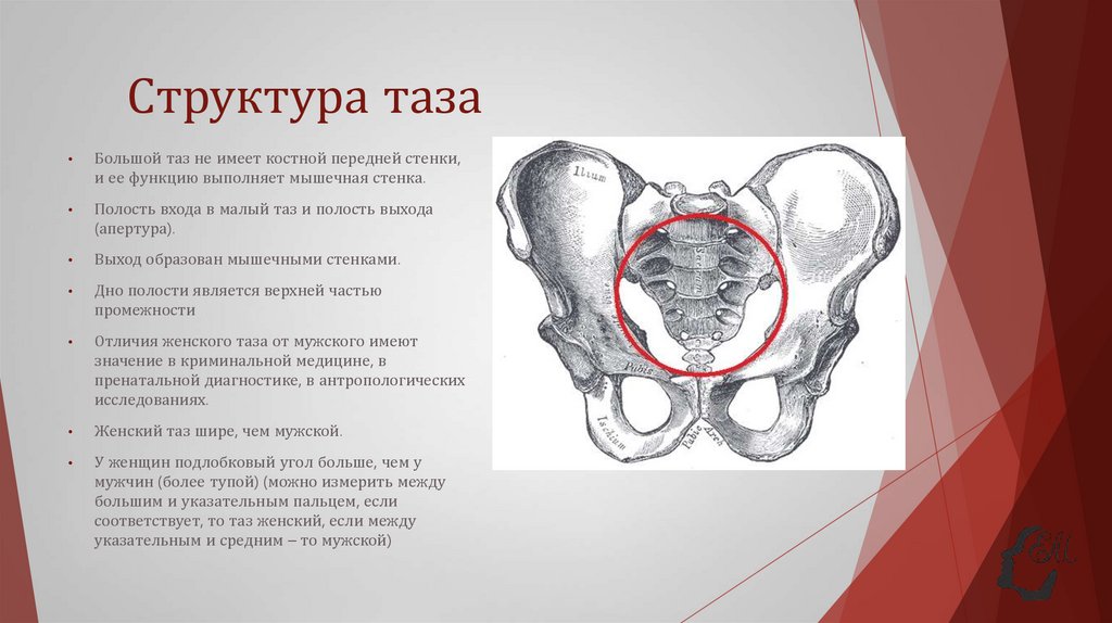 Структура таза