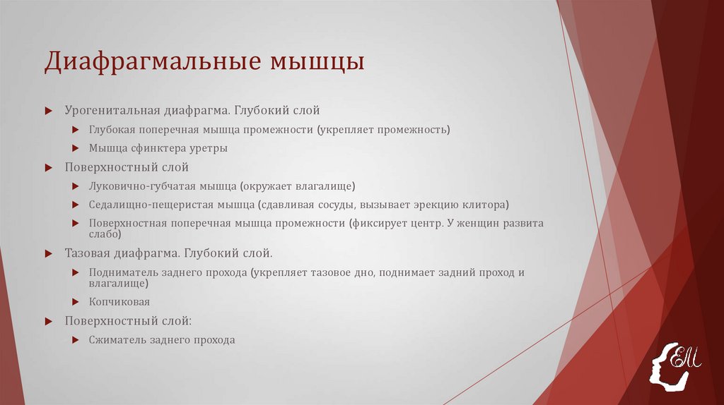 Диафрагмальные мышцы